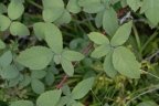 Rubus canescens, Ronce tomenteuse