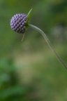 Succisa pratensis, Succise des prés