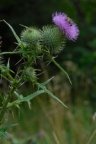 Cirsium vulgare, Cirse commun