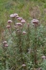Eupatorium cannabinum, Eupatoire chanvrine