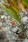 Convallaria majalis, Muguet