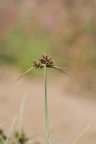 Cyperus fuscus, Souchet brun noirâtre