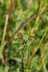 Bidens tripartita, Bident triparti