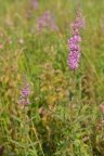 Lythrum salicaria, Salicaire commune