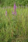 Lythrum salicaria, Salicaire commune