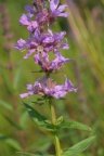 Lythrum salicaria, Salicaire commune