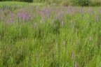 Lythrum salicaria, Salicaire commune