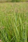 Echinochloa crus-galli, Echinochloa pied de coq