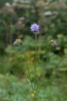 Succisa pratensis, Succise des prés