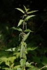 Urtica dioica, Ortie dioïque
