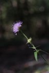 Knautia dipsacifolia, Knautie à feuilles de cardère