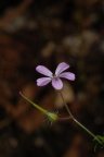 Geranium robertianum, Geranium herbe à Robert