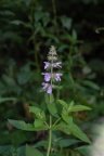 Stachys palustris, Épiaire des marais