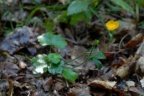 Ranunculus serpens, Renoncule serpent