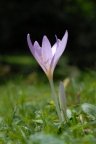 Colchicum autumnale, Colchique d'automne