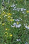 Aster linosyris