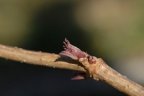 Sambucus nigra, Sureau noir