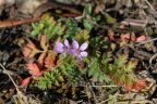 Erodium cicutarium, Bec de grue commun