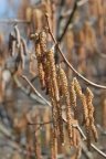 Corylus avellana, Noisetier