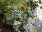 Saxifraga paniculata, Saxifrage paniculée
