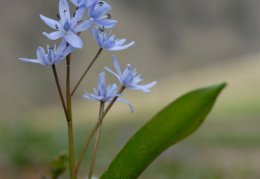 Scilla bifolia, Scille à deux feuilles