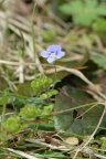 Veronica filiformis, Véronique filiforme