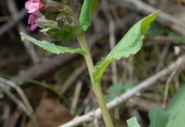 Pulmonaria obscura, Pulmonaire sombre