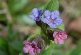 Pulmonaria obscura, Pulmonaire sombre