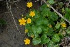 Caltha palustris, Populage