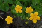 Caltha palustris, Populage
