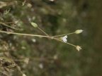 Holosteum umbellatum, Holostée en ombelle