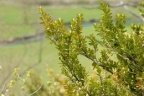Buxus sempervirens, Buis