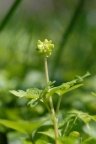 Adoxa moschatellina, Muscatelle