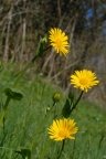 Doronicum pardalianches, Doronic pardalianche