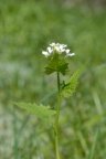 Alliaria petiolata, Alliaire pétiolée