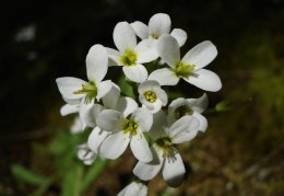 Arabis alpina, Arabette des Alpes