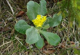 Primula auricula, Primevère auricule