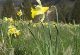 Narcissus pseudonarcissus, Jonquille