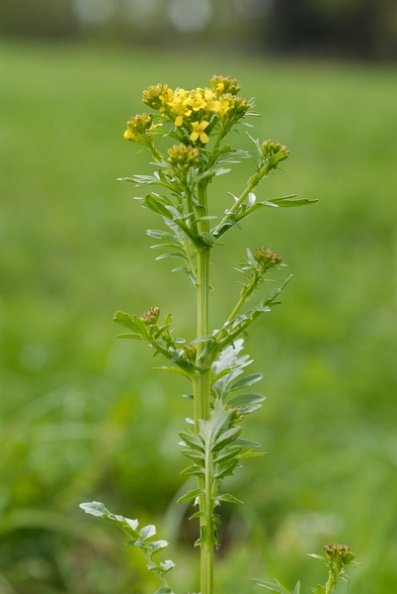 20080503_114754_damvant.jpg
