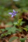 Viola reichenbachiana, Violette des forêts