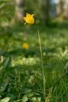 Tulipa sylvestris, Tulipe sauvage