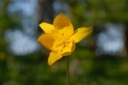 Tulipa sylvestris, Tulipe sauvage