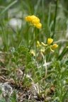 Coronilla vaginalis, Coronille engainante