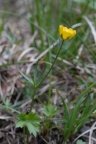 Ranunculus breyninus, Renoncule de la Raxalpe