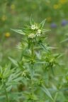 Lithospermum officinale, Grémil officinal