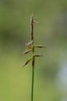 Carex pulicaris, Laiche puce