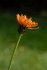 Crepis aurea, Crépide orangée