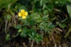 Potentilla erecta, Potentille dressée