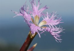 Dianthus superbus, Oeillet superbe