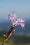 Dianthus superbus, Oeillet superbe